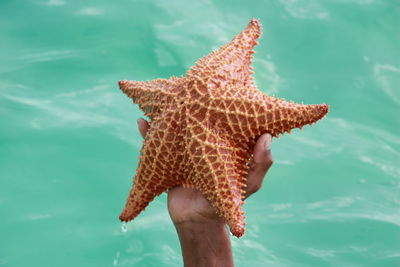 Close-up of a hand holding a sea