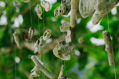 Close-up of flowering plant