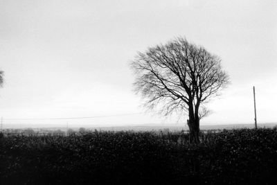 Bare trees on field against clear sky