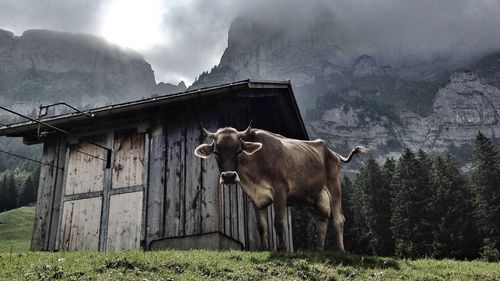 Cow in pasture in mountains