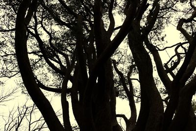 Low angle view of silhouette trees against sky