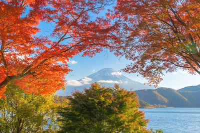 Trees against sky during autumn