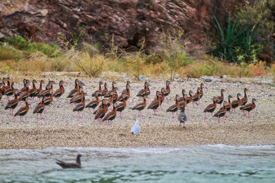 Flock of birds on beach