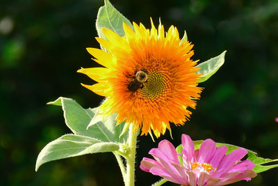 Close-up of bee on yellow flower