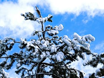 Low angle view of trees against sky
