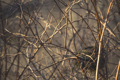 Close-up of dry twigs on bare tree