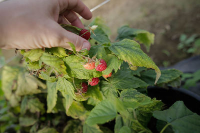 Close-up of hand holding leaves
