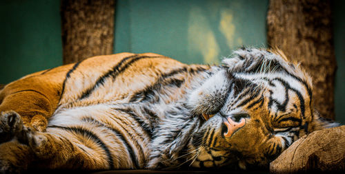 Close-up of tiger