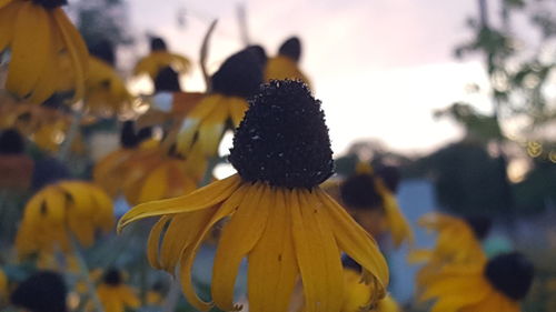 Close-up of honey bee on flower