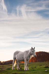 Horse standing in a field