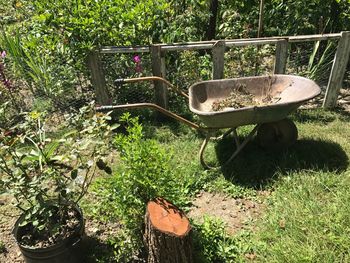View of plants in yard
