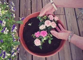 Close-up of woman holding flowers