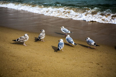 Seagull on beach