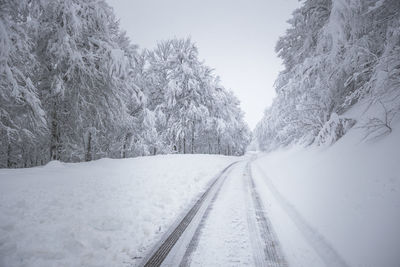 Snowy road inside a forest