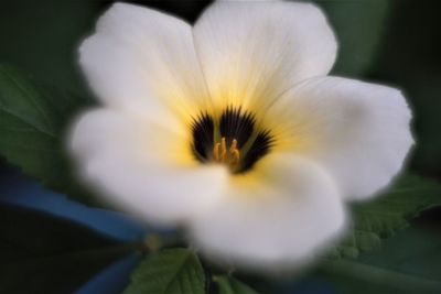 Close-up of white flower blooming outdoors