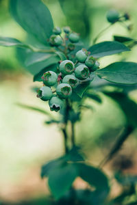 Close-up of plant