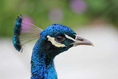 Close-up of peacock