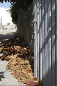 Close-up of fallen leaves on tree during autumn