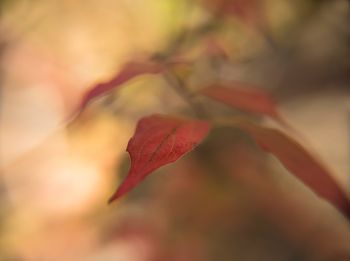 Close-up of red maple leaves