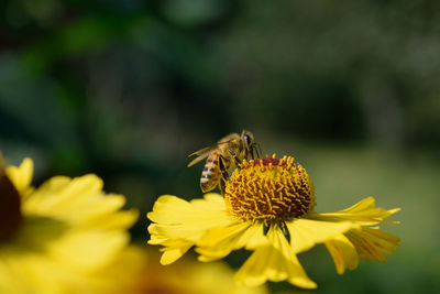 Close-up of butterfly pollinating on yellow flower