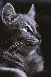 Close-up of cat looking away