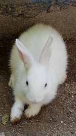 High angle view of white cat