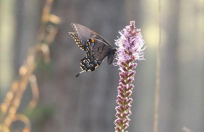 Close-up side view of butterfly on flowers