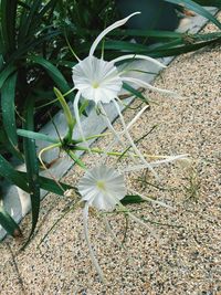 High angle view of white flowers blooming on field