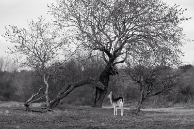 Bare trees on field