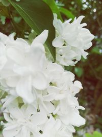 Close-up of white flowers