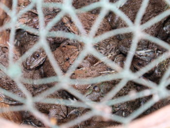 Full frame shot of chainlink fence