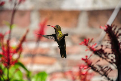 Close-up of bird flying against blurred background