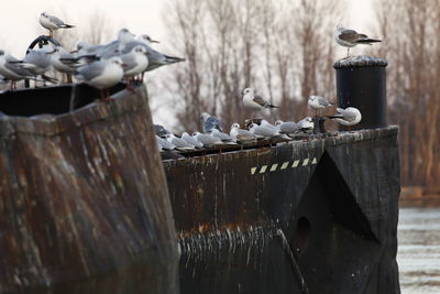 Close-up of birds on wooden post in snow