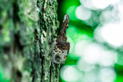 Close-up of leaf on tree trunk