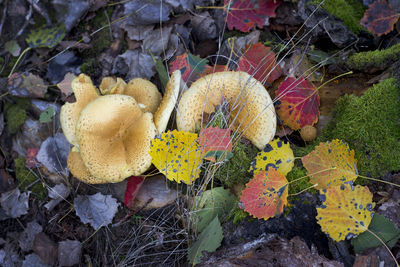 High angle view of mushrooms growing on field