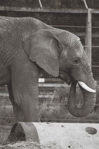 Close-up of elephant in zoo