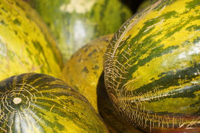 Close-up of banana leaf