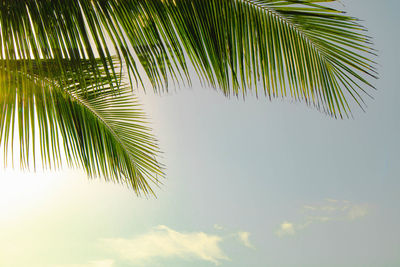 Low angle view of palm tree against sky