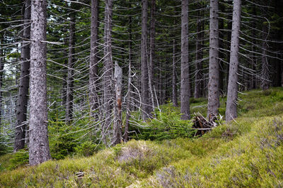 Pine trees in forest