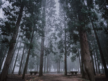 Trees in forest