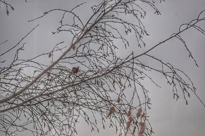 Low angle view of bird perching on bare tree against sky