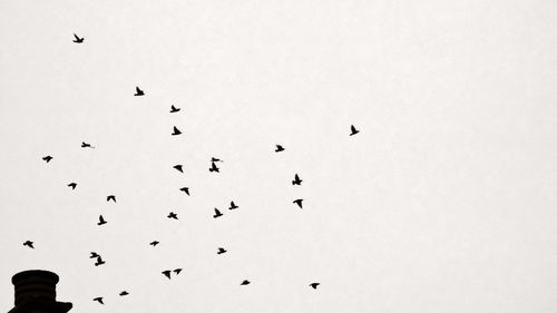 Low angle view of birds flying in the sky