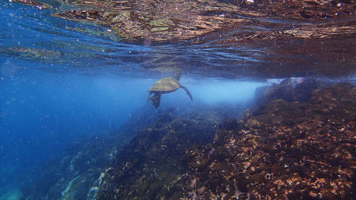 View of turtle underwater