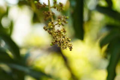 Close-up of flowering plant