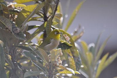 Close-up of bird perching on plant