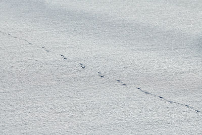 Bird footprints and traces of birds on white snow, close-up. winter background.