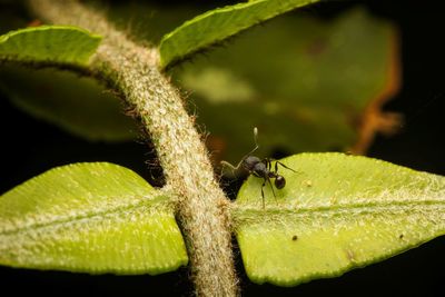 Close-up of insect on leaf