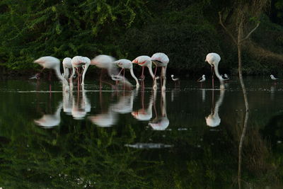 Horses in a lake