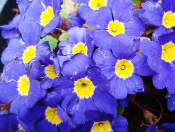 Close-up of purple flowers blooming outdoors