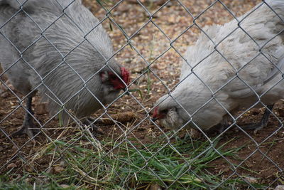 High angle view of animals seen through chainlink fence